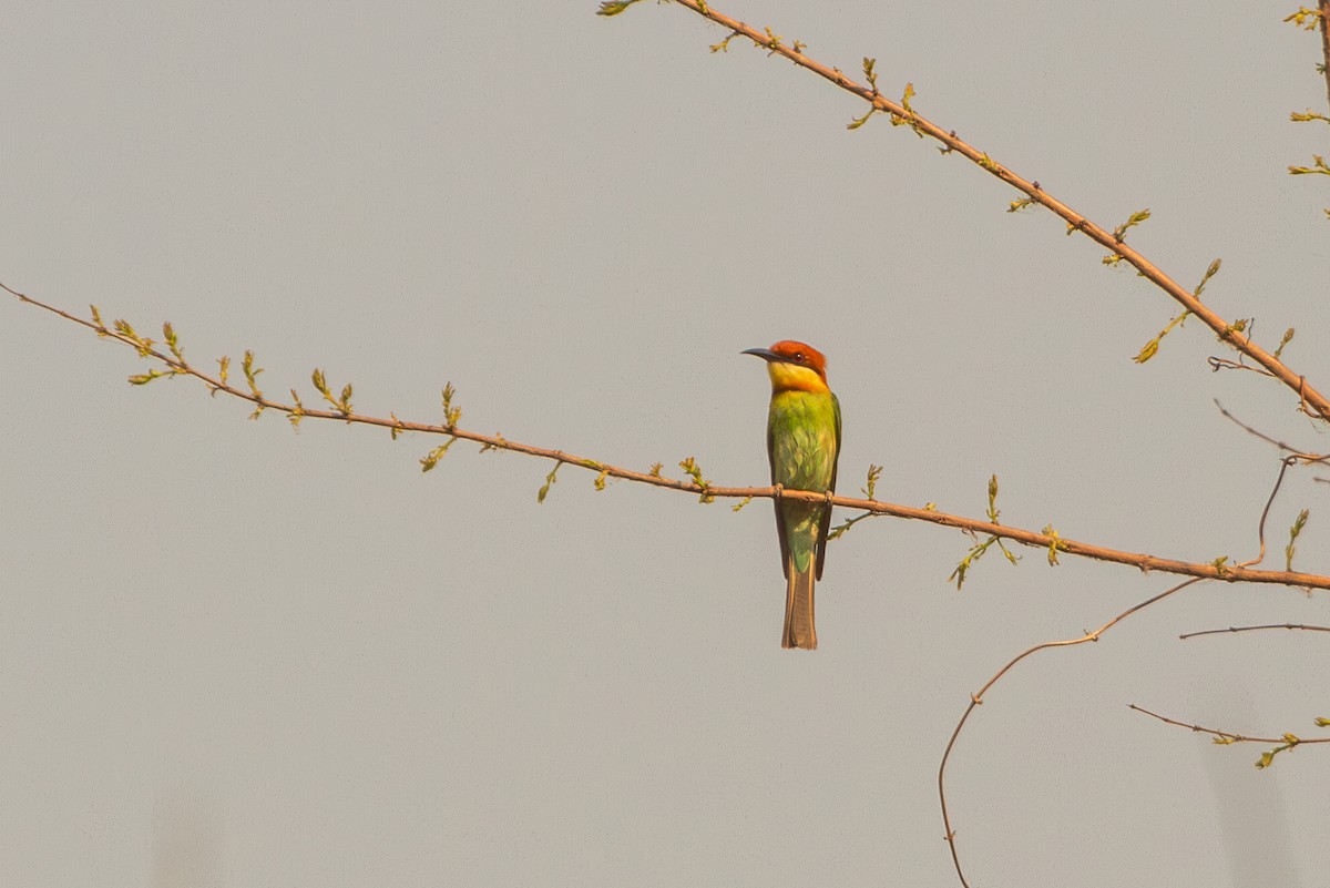 Chestnut-headed Bee-eater - Mark Maddock