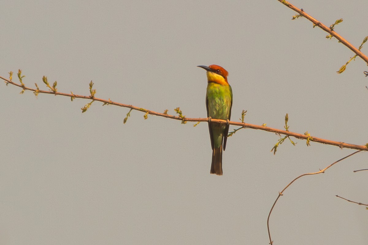 Chestnut-headed Bee-eater - ML617310596