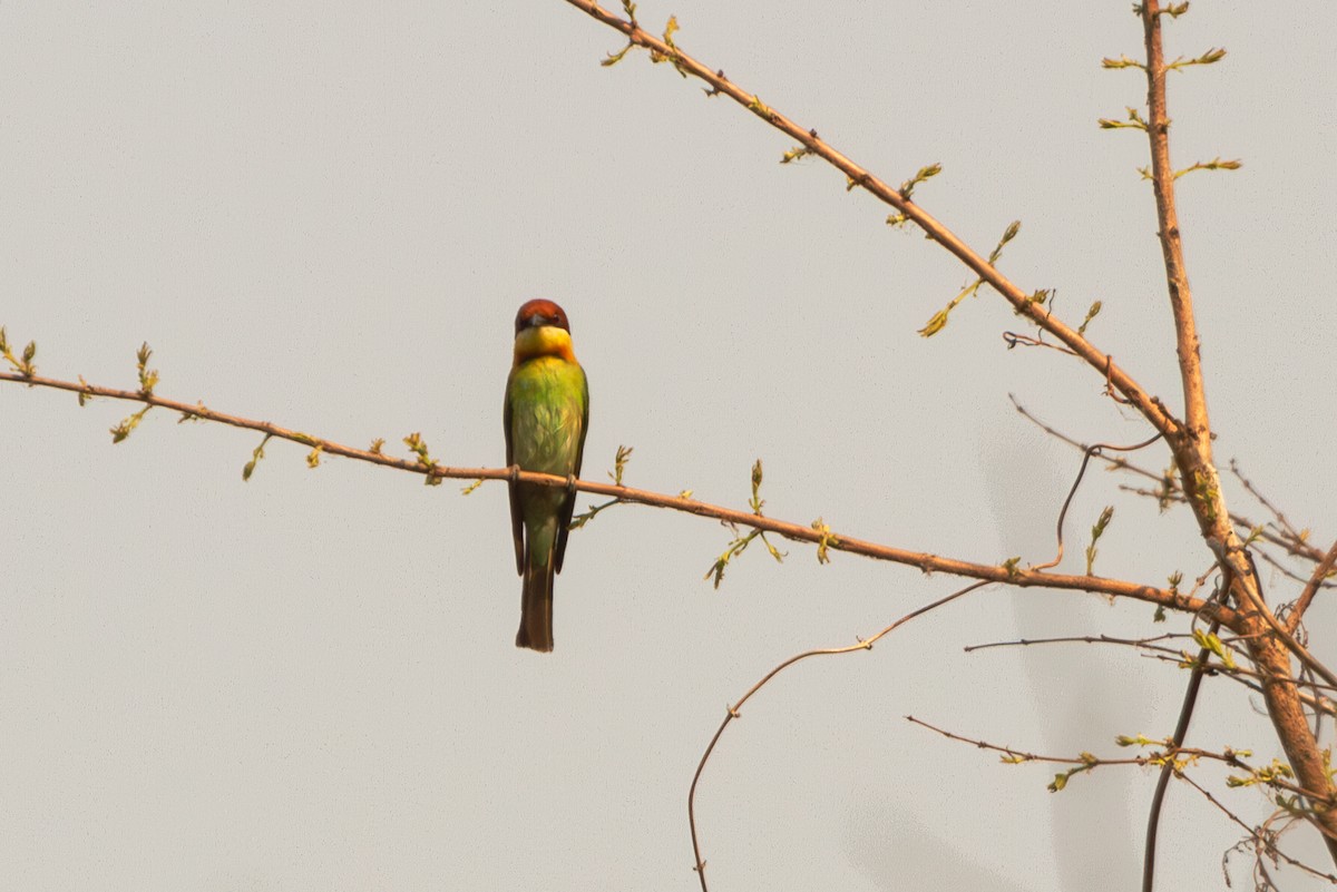 Chestnut-headed Bee-eater - ML617310597