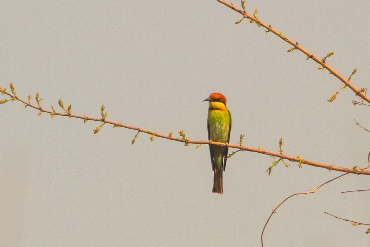 Chestnut-headed Bee-eater - ML617310599