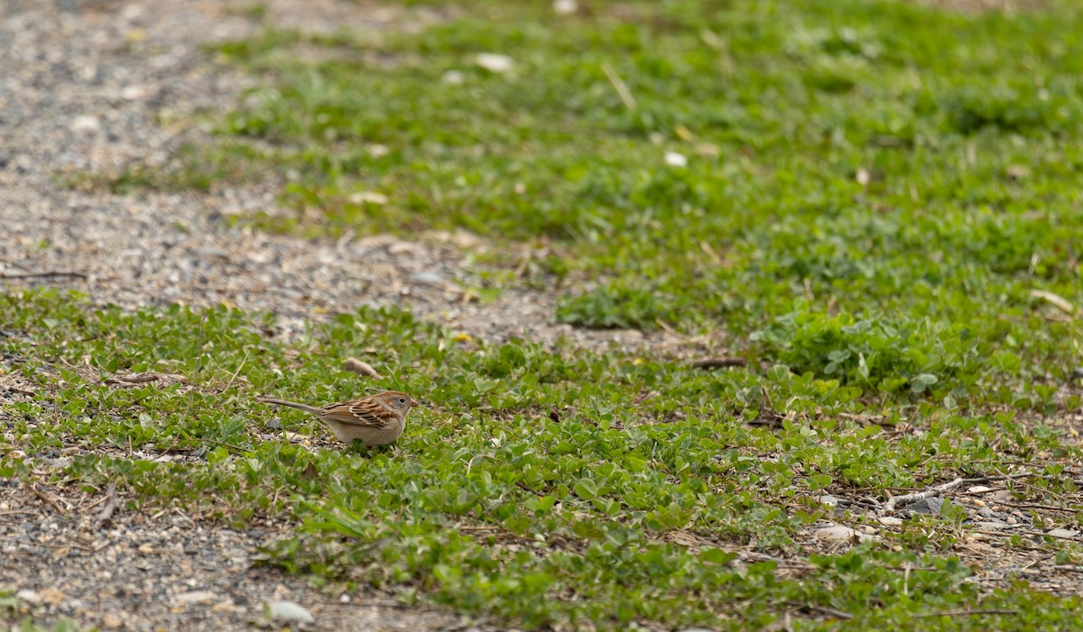 Field Sparrow - ML617310644