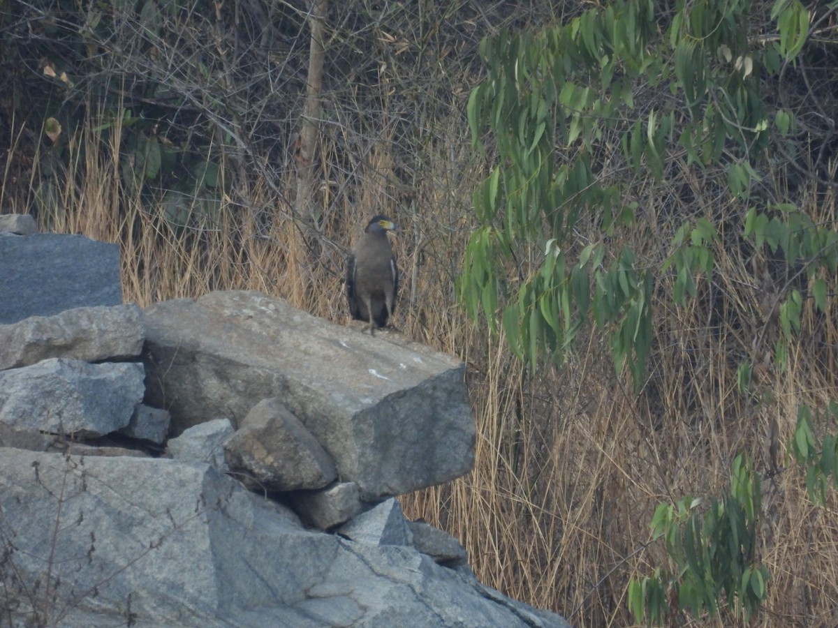 Crested Serpent-Eagle - Praveen Tangirala