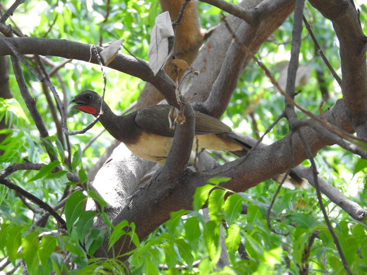 White-bellied Chachalaca - ML617310676
