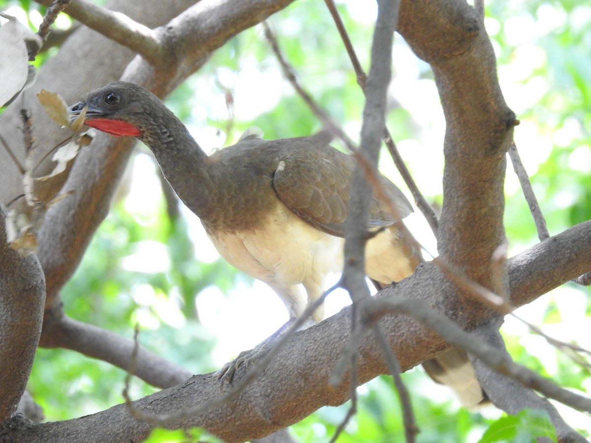 White-bellied Chachalaca - ML617310677