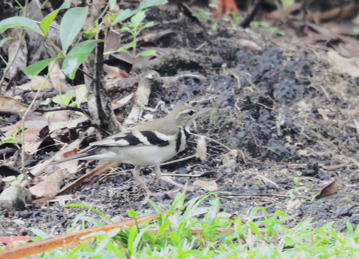 Forest Wagtail - Inuka Abayaratna