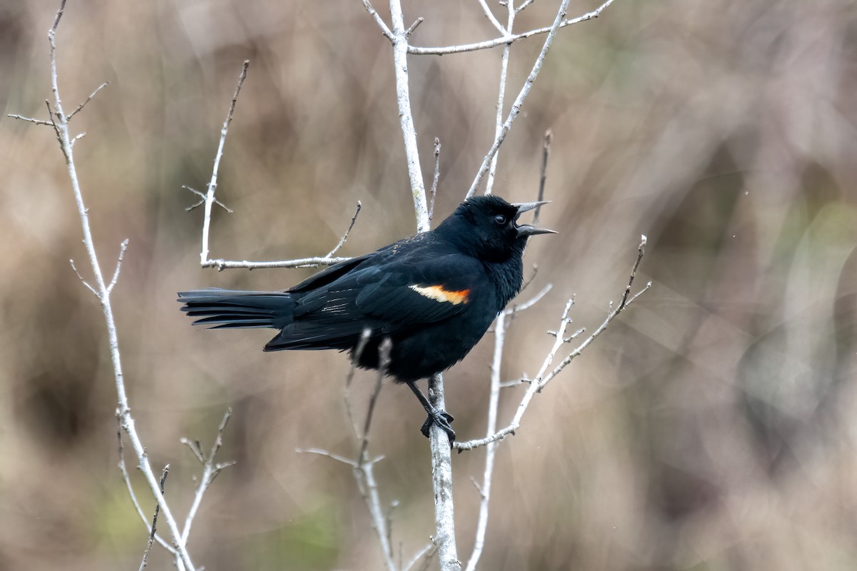 Red-winged Blackbird - ML617310685