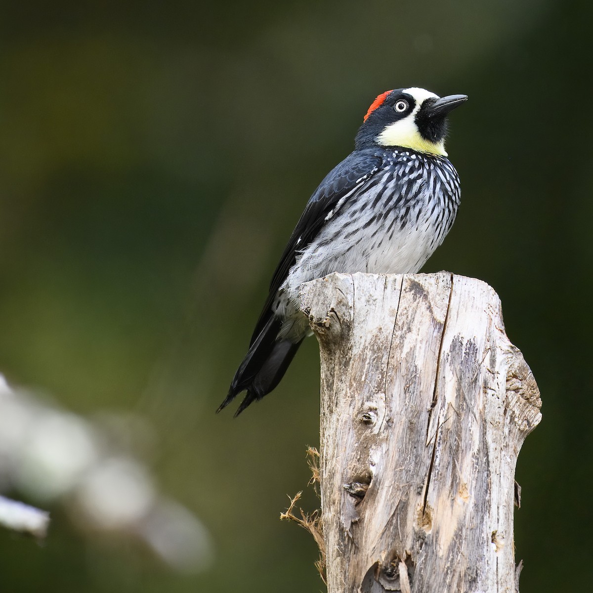 Acorn Woodpecker - ML617310702