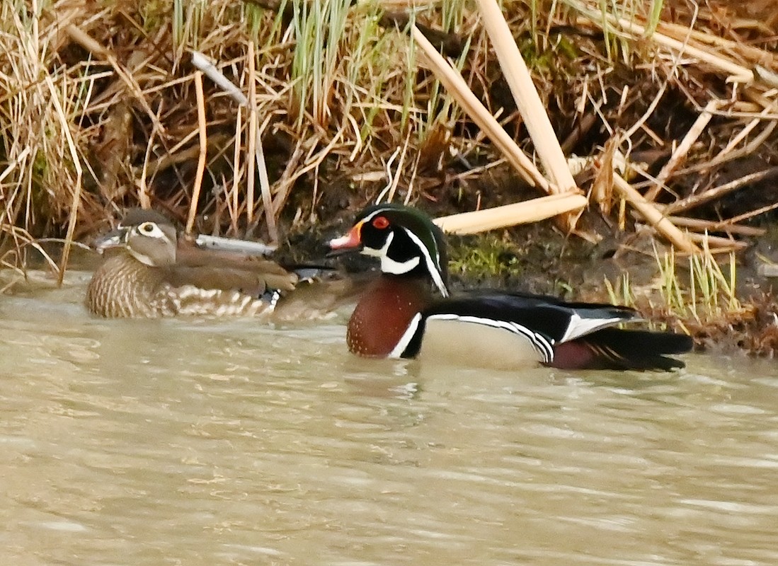 Wood Duck - Regis Fortin