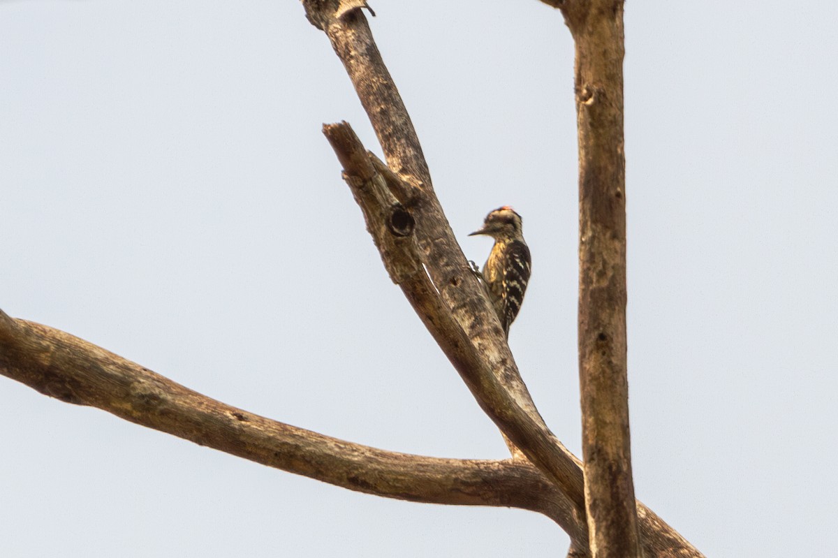 Gray-capped Pygmy Woodpecker - Mark Maddock