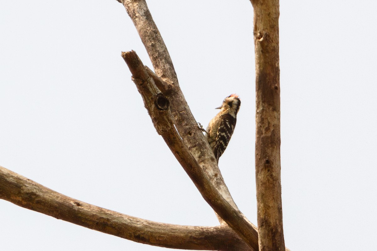 Gray-capped Pygmy Woodpecker - Mark Maddock