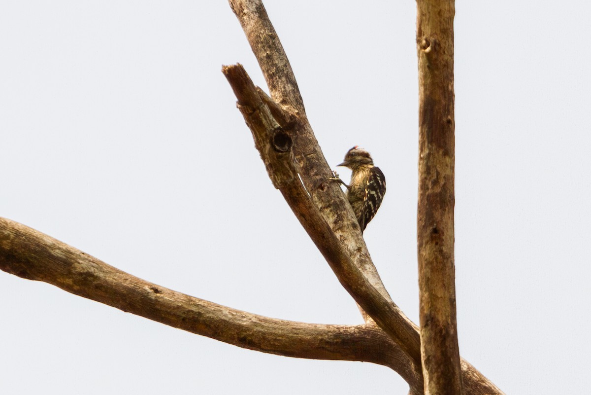 Gray-capped Pygmy Woodpecker - Mark Maddock