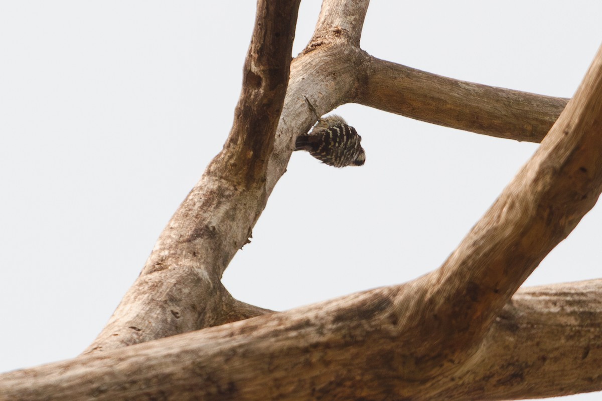 Gray-capped Pygmy Woodpecker - Mark Maddock
