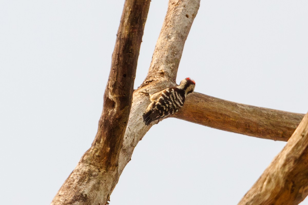 Gray-capped Pygmy Woodpecker - Mark Maddock