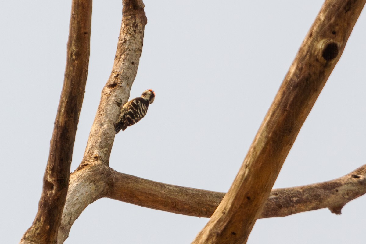 Gray-capped Pygmy Woodpecker - Mark Maddock