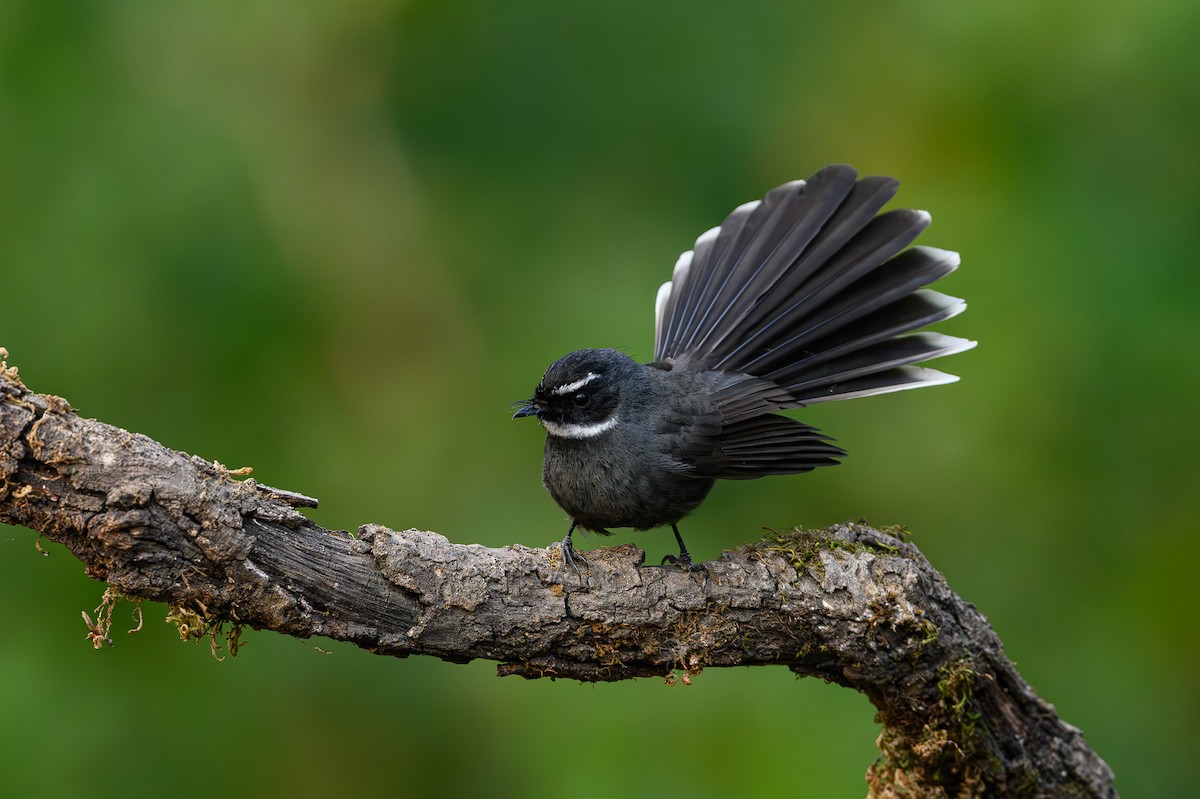 White-throated Fantail - ML617310729
