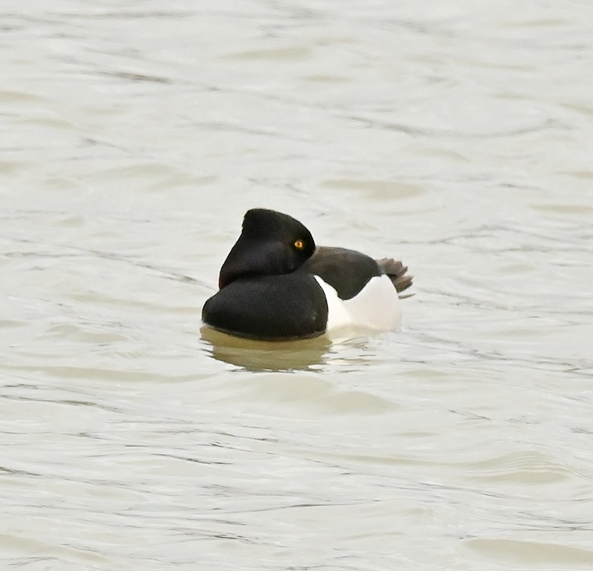 Ring-necked Duck - Regis Fortin