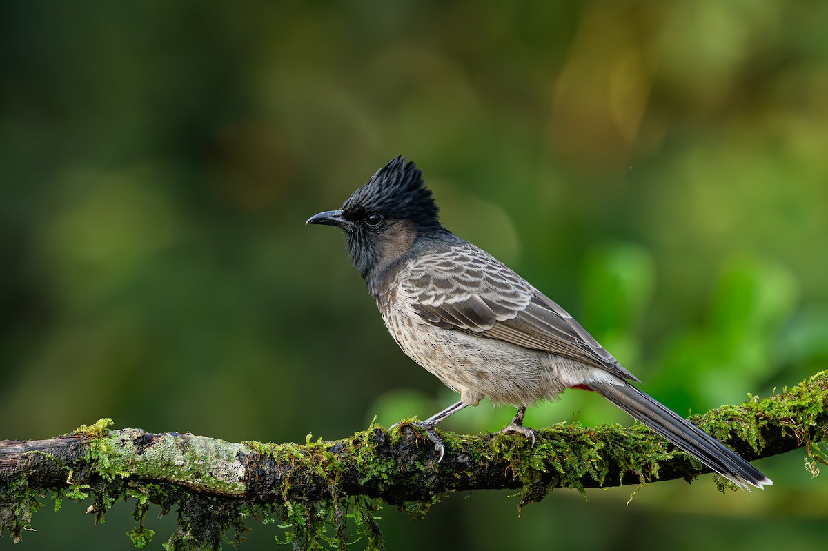 Red-vented Bulbul - ML617310756