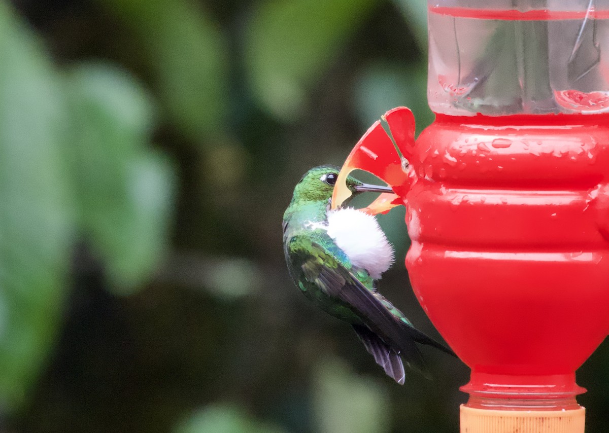 Emerald-bellied Puffleg - ML617310767