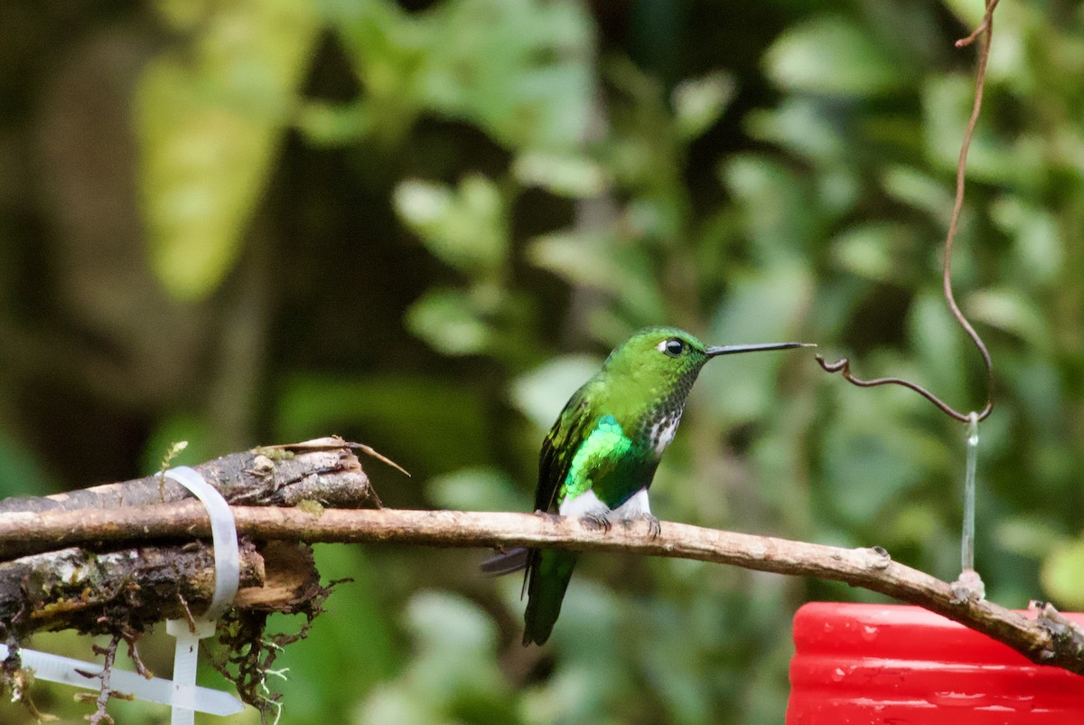 Emerald-bellied Puffleg - ML617310770