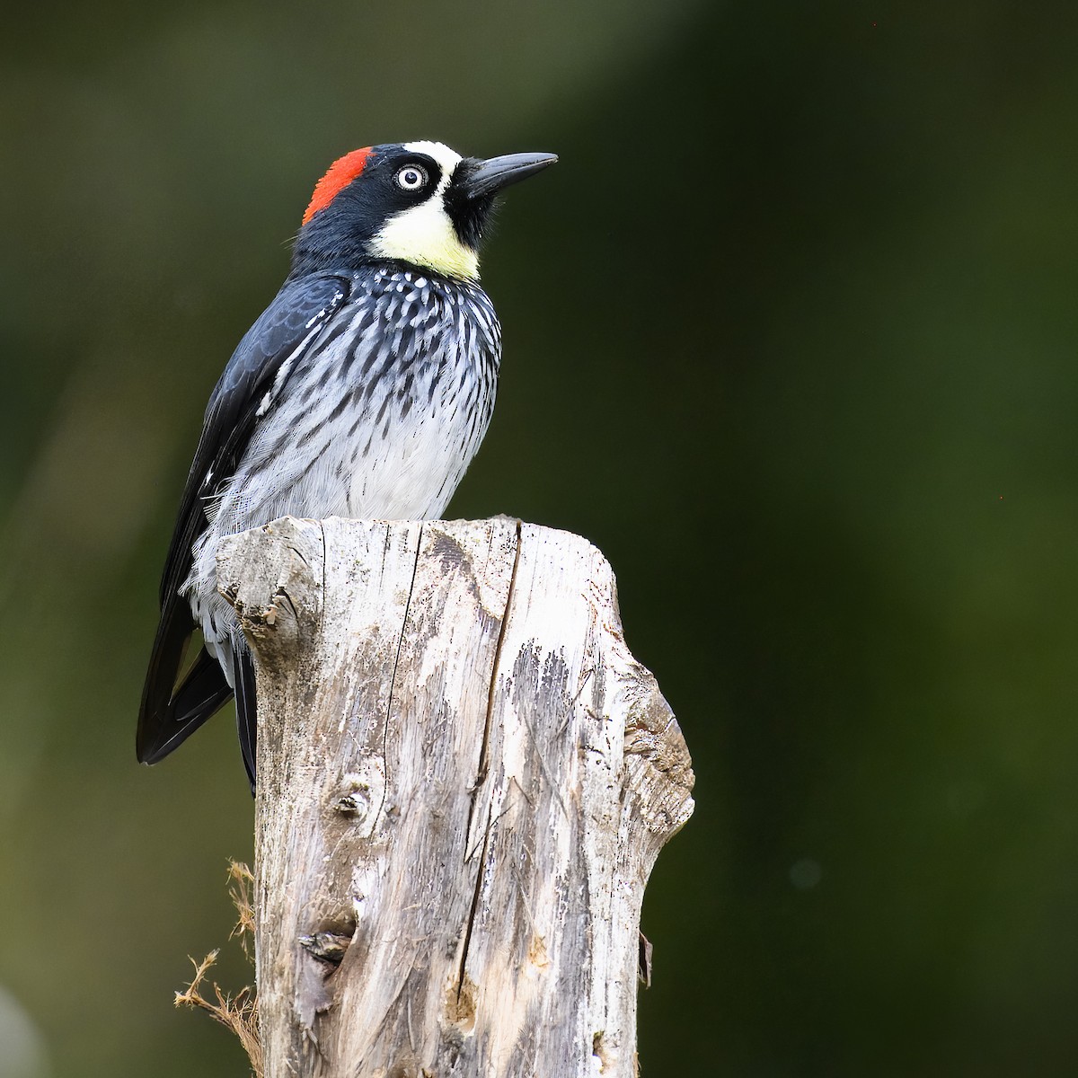 Acorn Woodpecker - ML617310772