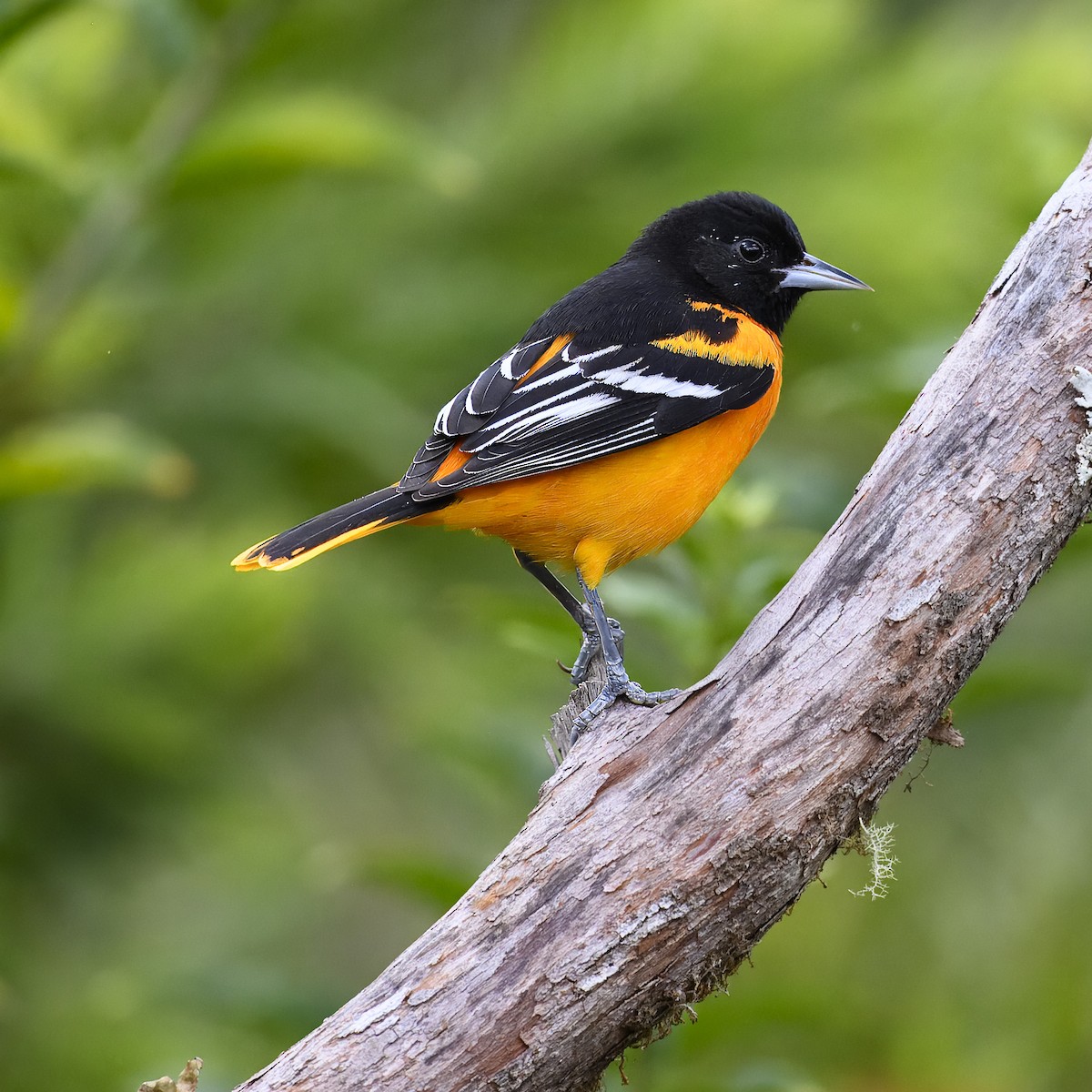 Baltimore Oriole - ML617310798