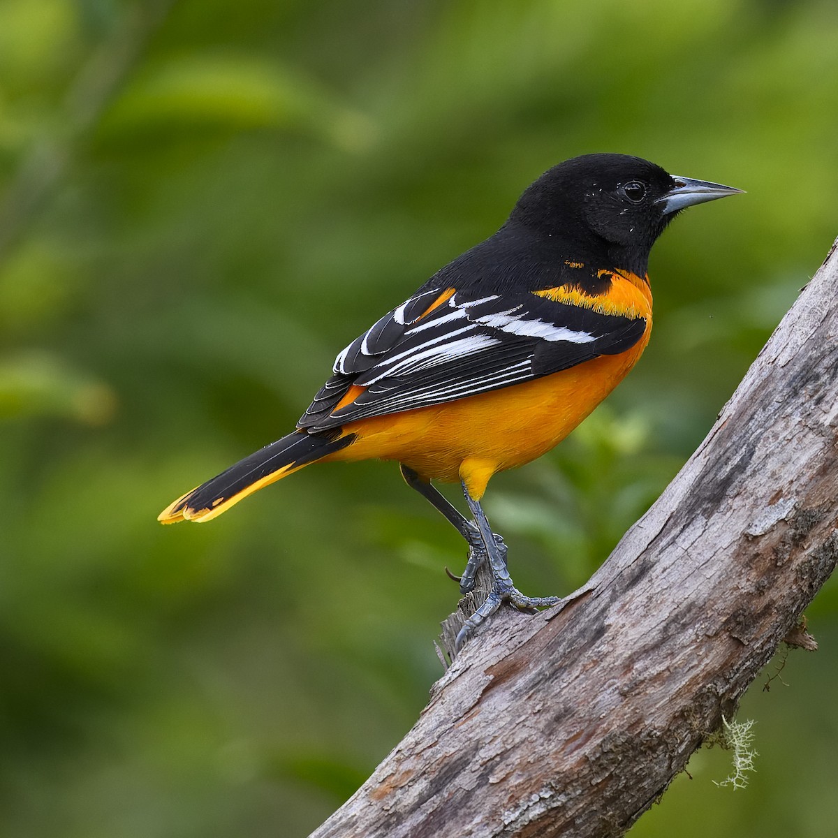 Baltimore Oriole - ML617310800