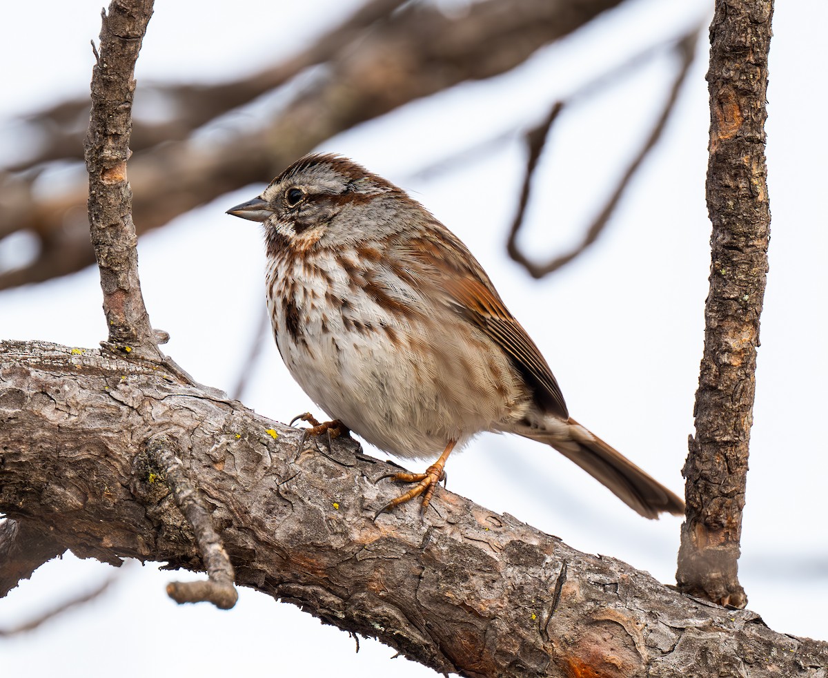 Song Sparrow - ML617310815