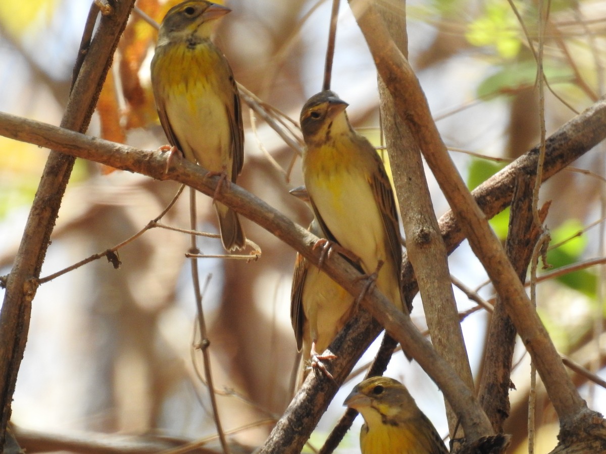 Dickcissel - ML617310816