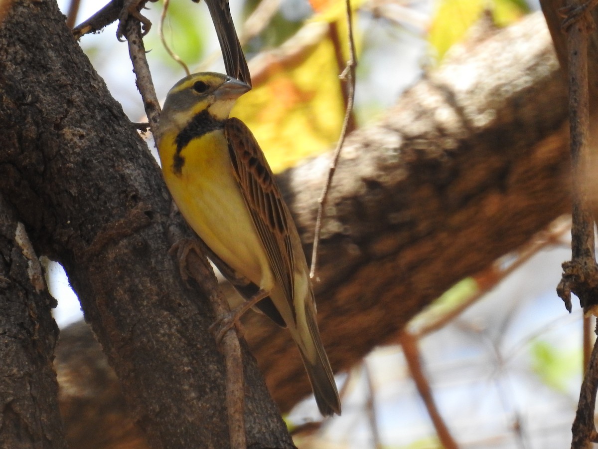 Dickcissel - ML617310817