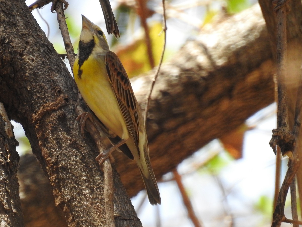 Dickcissel - ML617310819