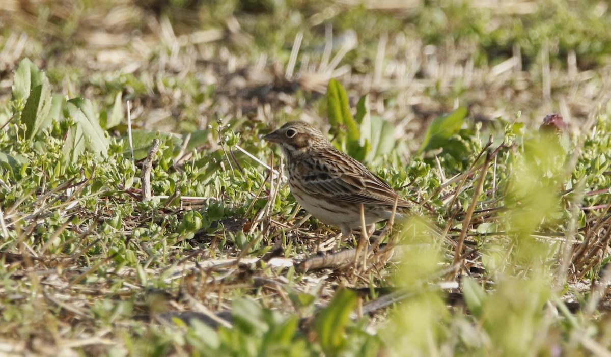 Vesper Sparrow - ML617310843