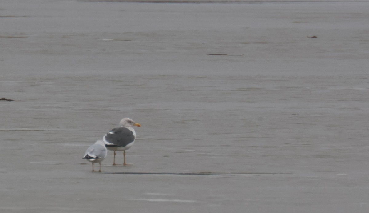 Lesser Black-backed Gull - ML617310908