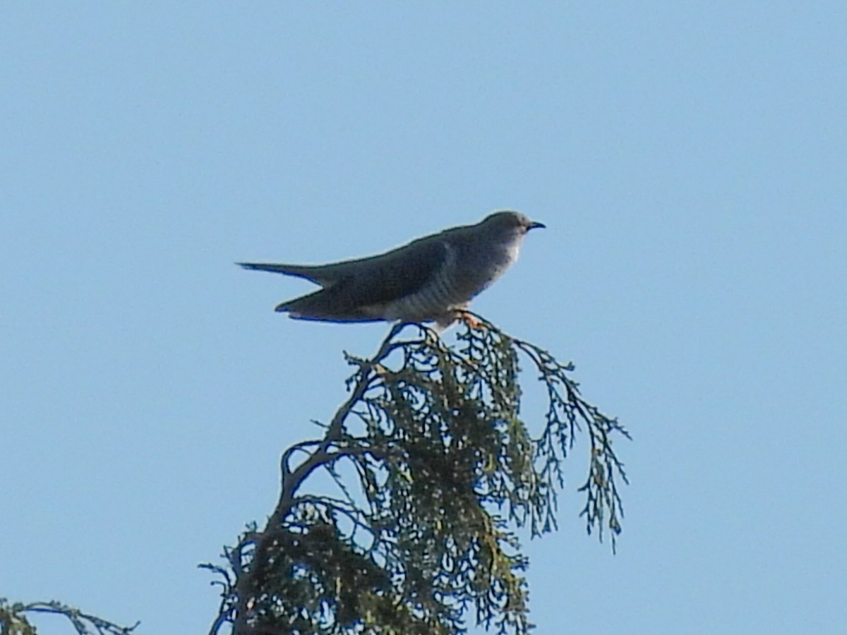 Common Cuckoo - ML617310913