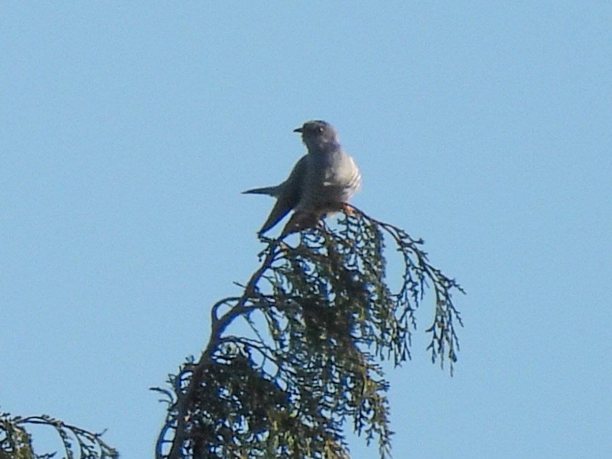 Common Cuckoo - ML617310914