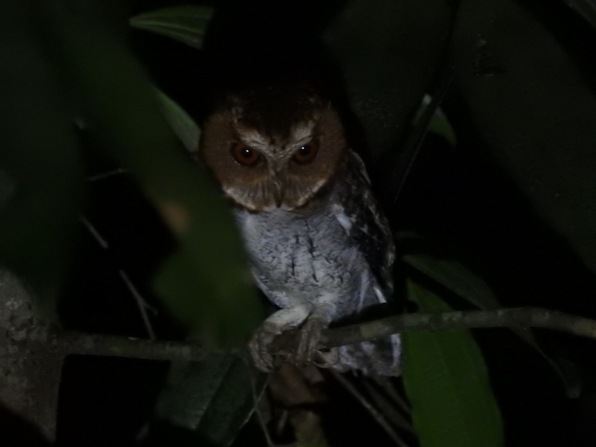 Negros Scops-Owl - ML617310917