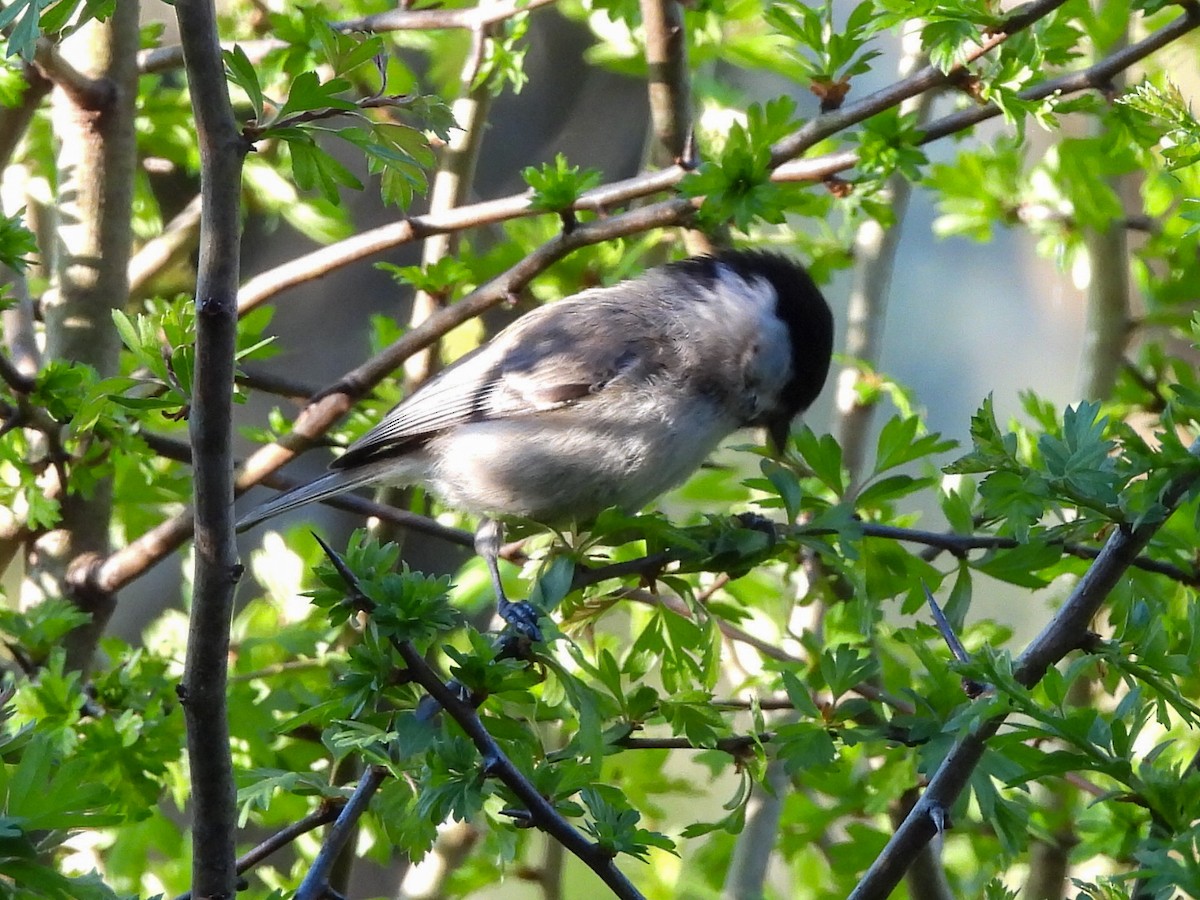 Marsh Tit - ML617310932