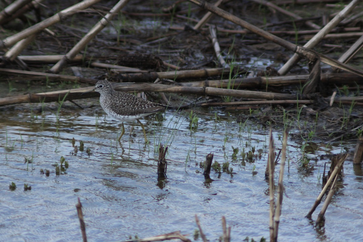 Solitary Sandpiper - ML617310944