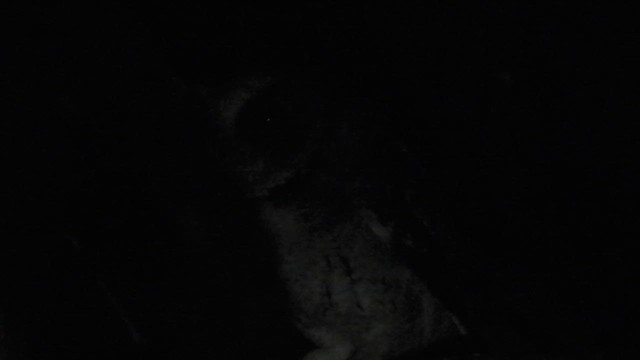 ネグロスコノハズク - ML617310945