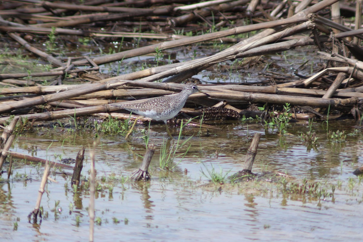 Solitary Sandpiper - ML617310955