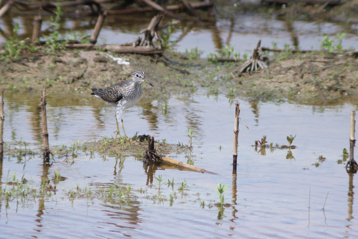 Solitary Sandpiper - ML617310961