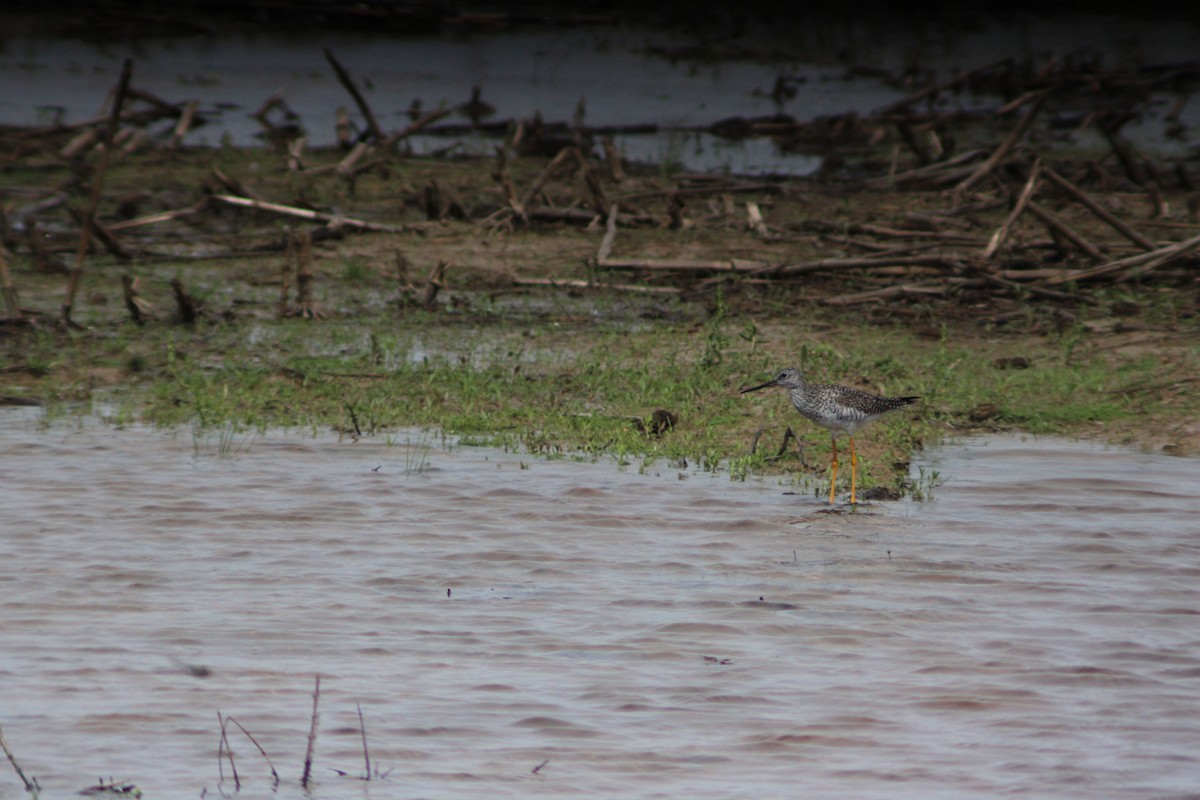 Lesser Yellowlegs - ML617310970