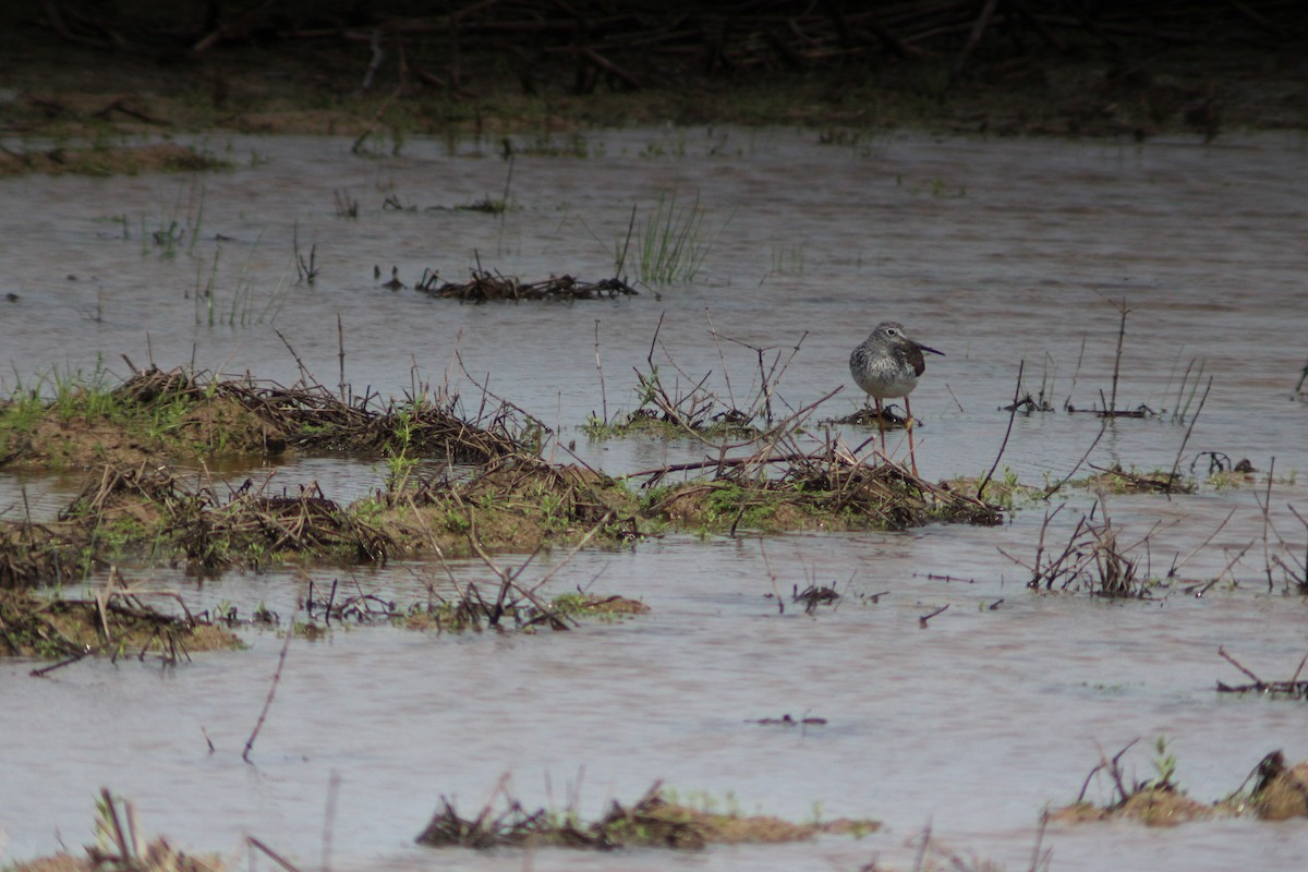 Lesser Yellowlegs - ML617310986