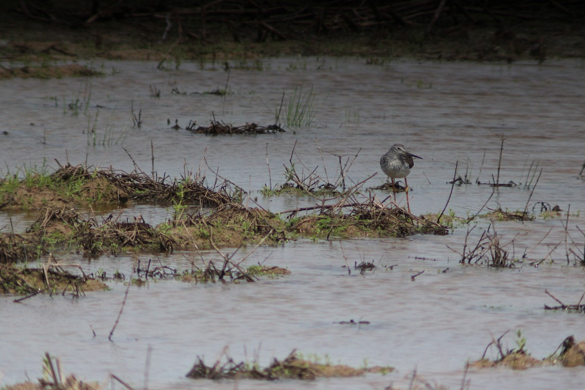 Lesser Yellowlegs - ML617310986