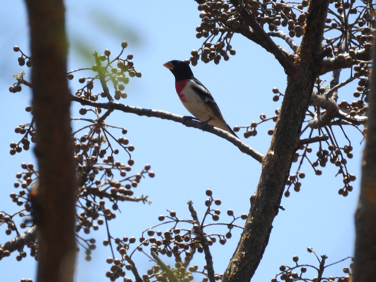Rose-breasted Grosbeak - ML617310990