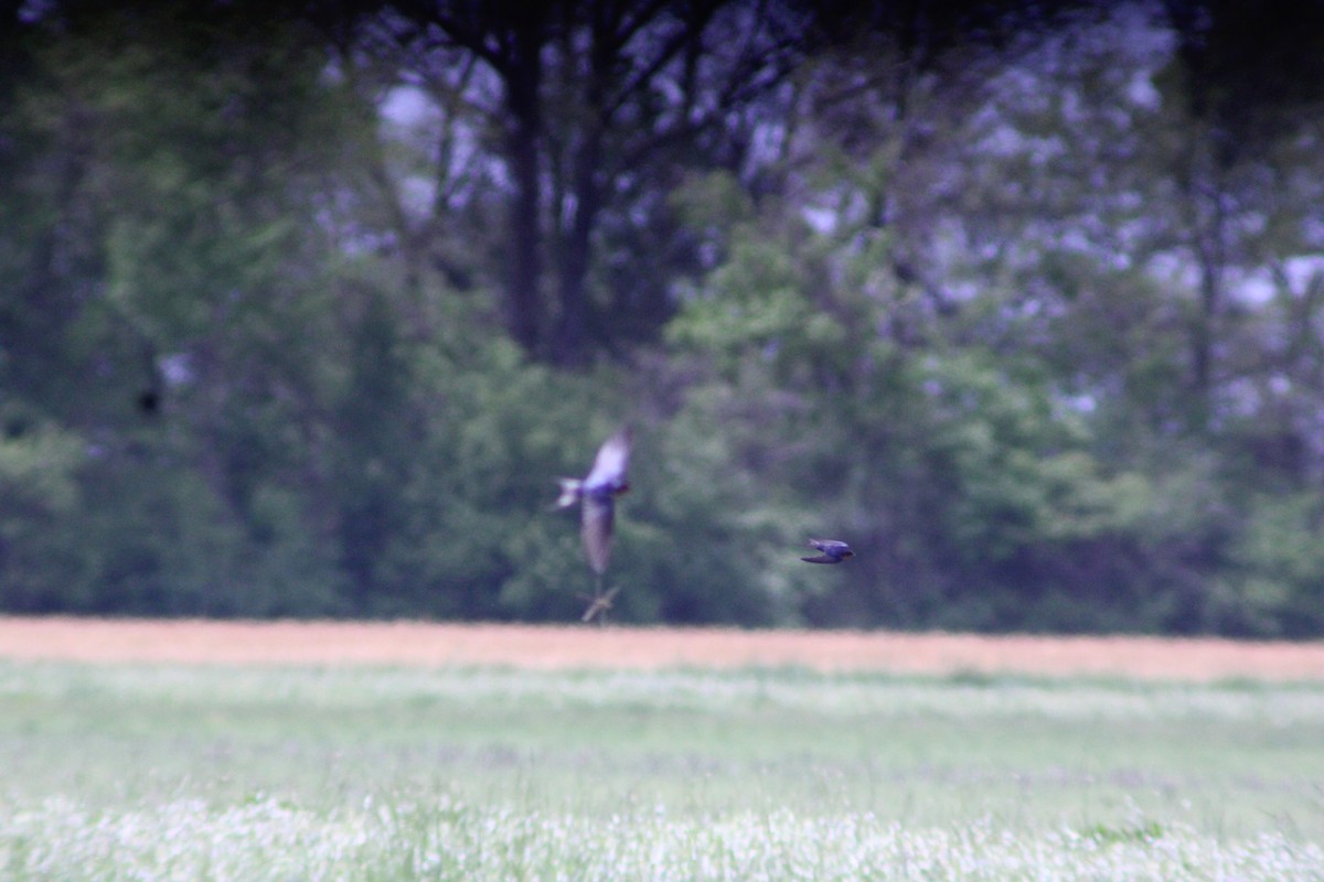 Barn Swallow - ML617311001