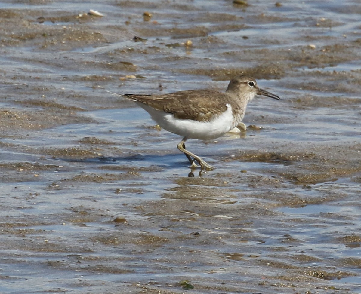 Common Sandpiper - Kernan Bell