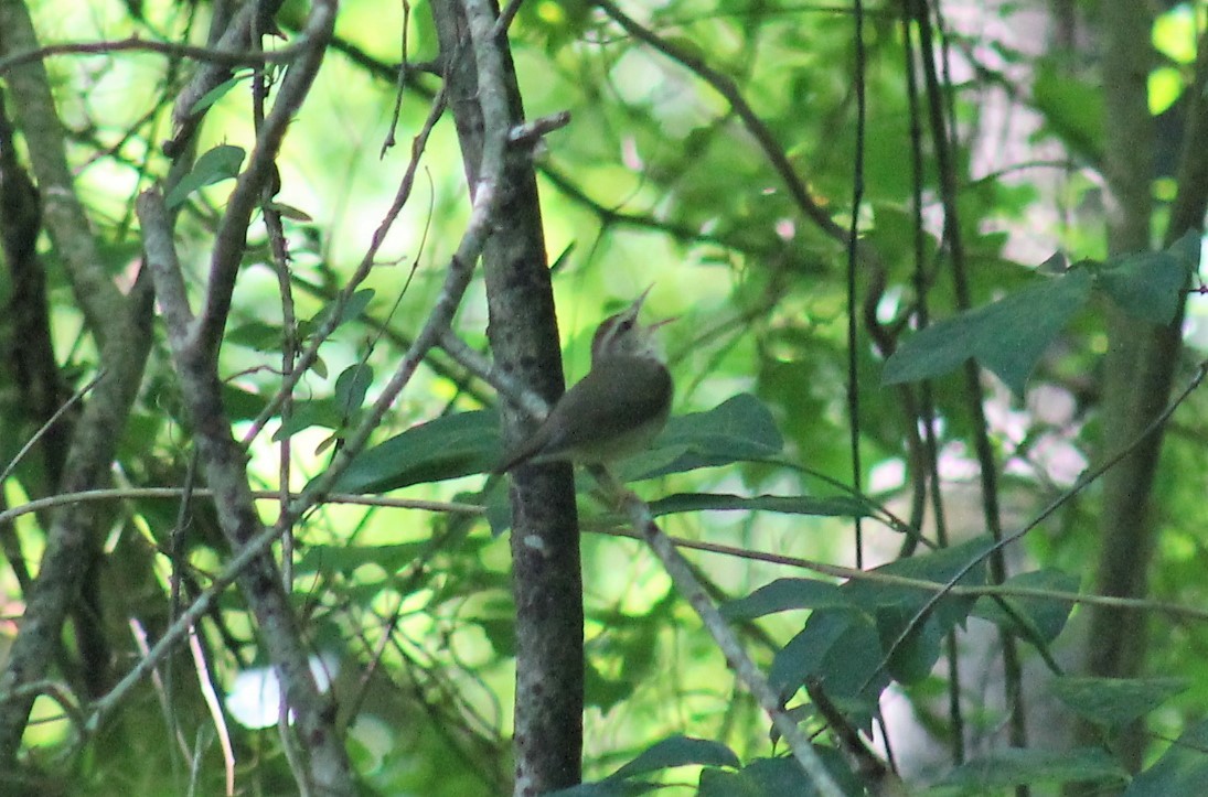 Swainson's Warbler - Paige O