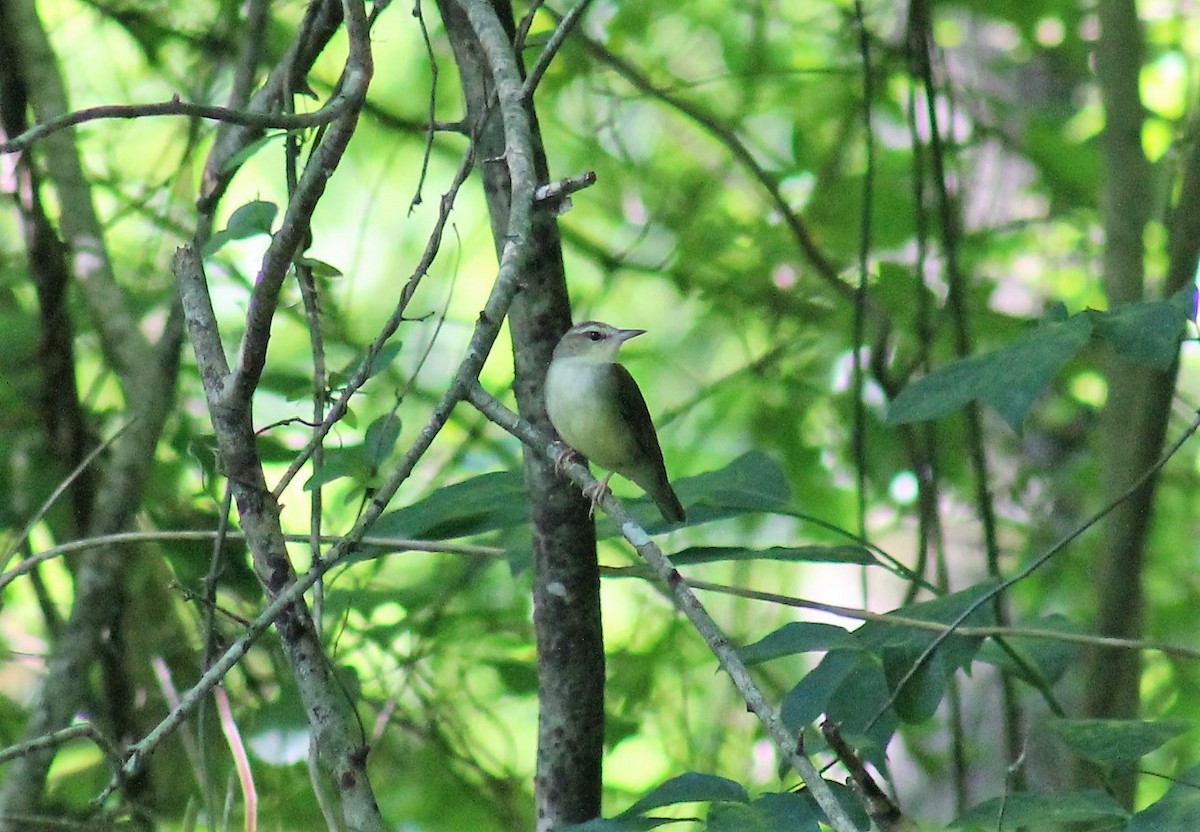 Swainson's Warbler - ML617311041