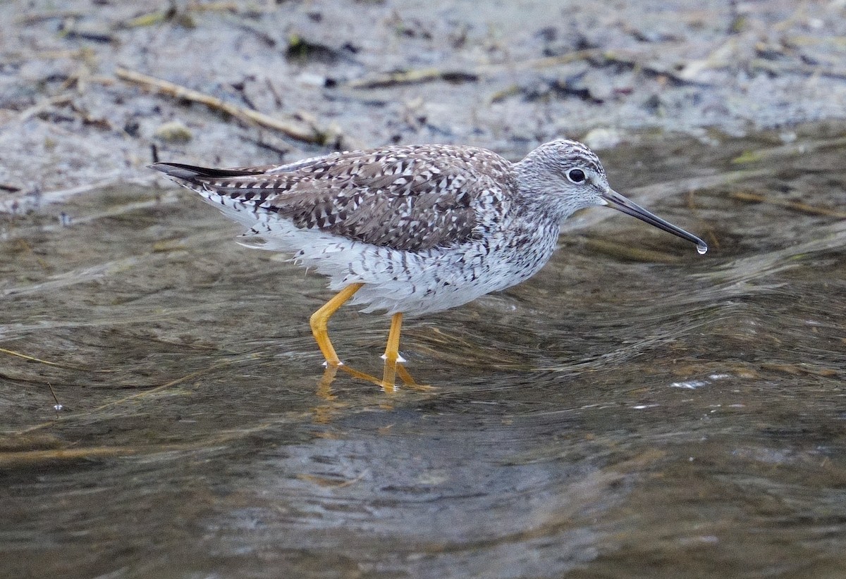 Greater Yellowlegs - ML617311059