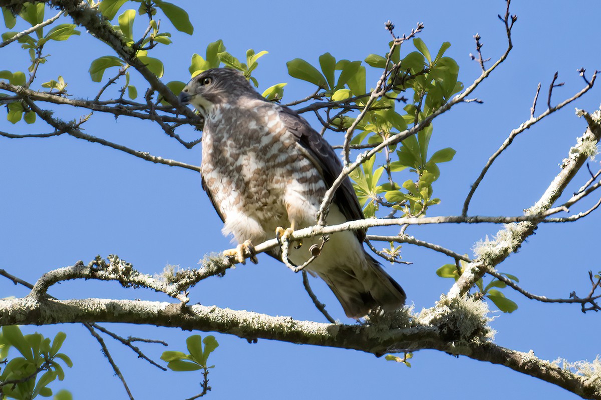 Broad-winged Hawk - jerry amerson